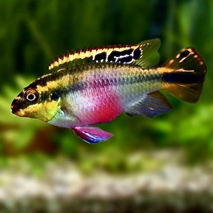 ПЕЛЬВИКАХРОМИС ПУЛЬХЕР (Pelvicachromis pulcher)