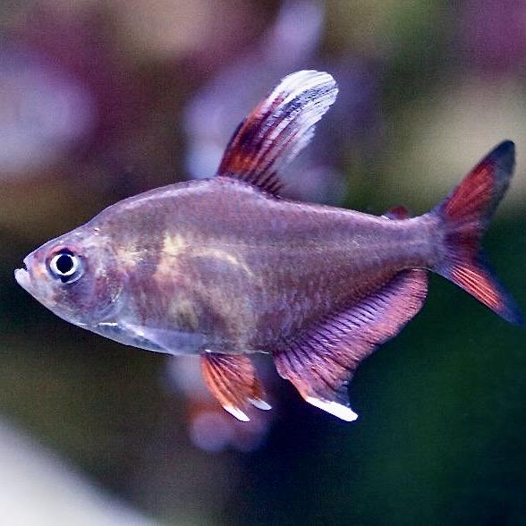 ОРНАТУС БЕЛОПЛАВНИЧНЫЙ  (Hyphessobrycon bentosi var. «White Fin»)