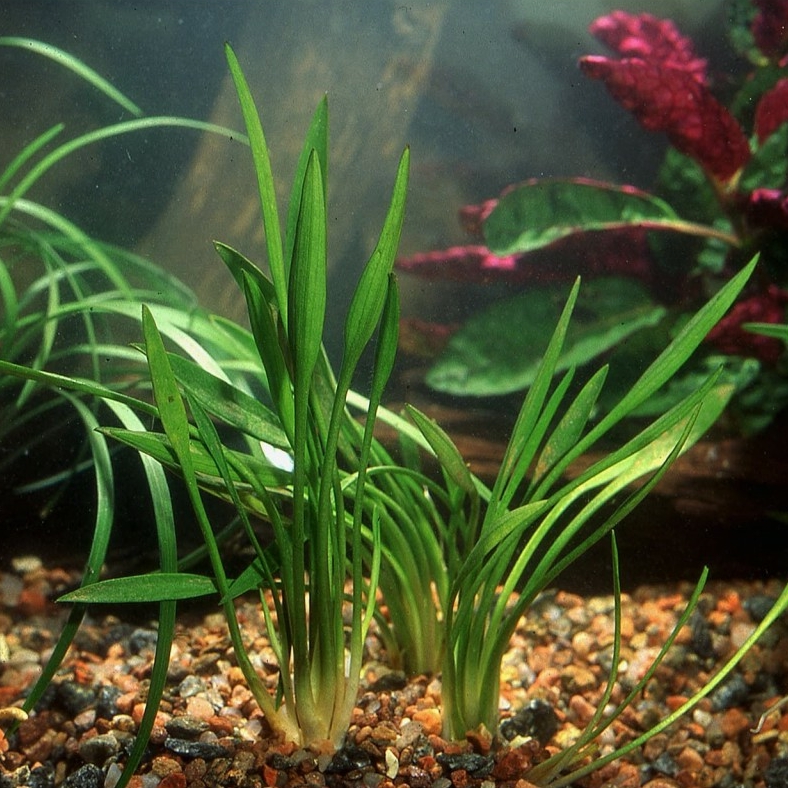 Криптокорина люценс / блестящая (Cryptocoryne lucens)
