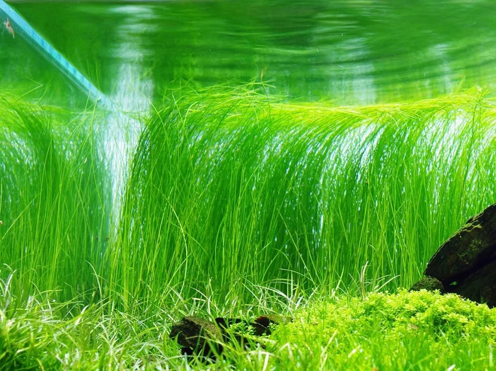 ЭЛЕОХАРИС ВИВИПАРА (ЖИВОРОДЯЩИЙ)