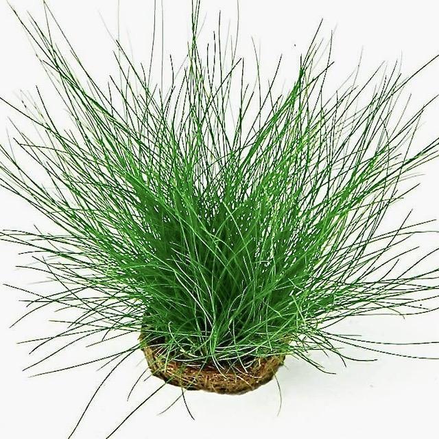 ЭЛЕОХАРИС ПАРВУЛА