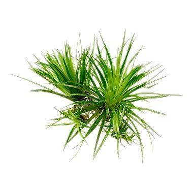 ЭРИОКАУЛОН СИНЕРИУМ (Eriocaulon sp.Cinereum)