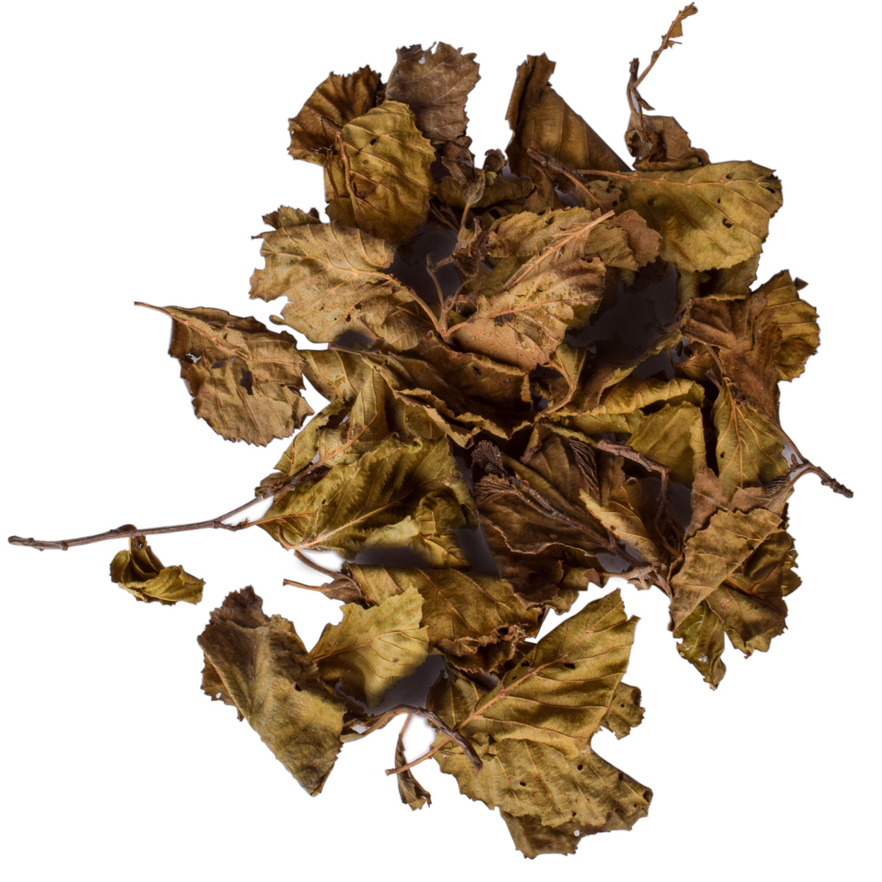 Листья ольхи