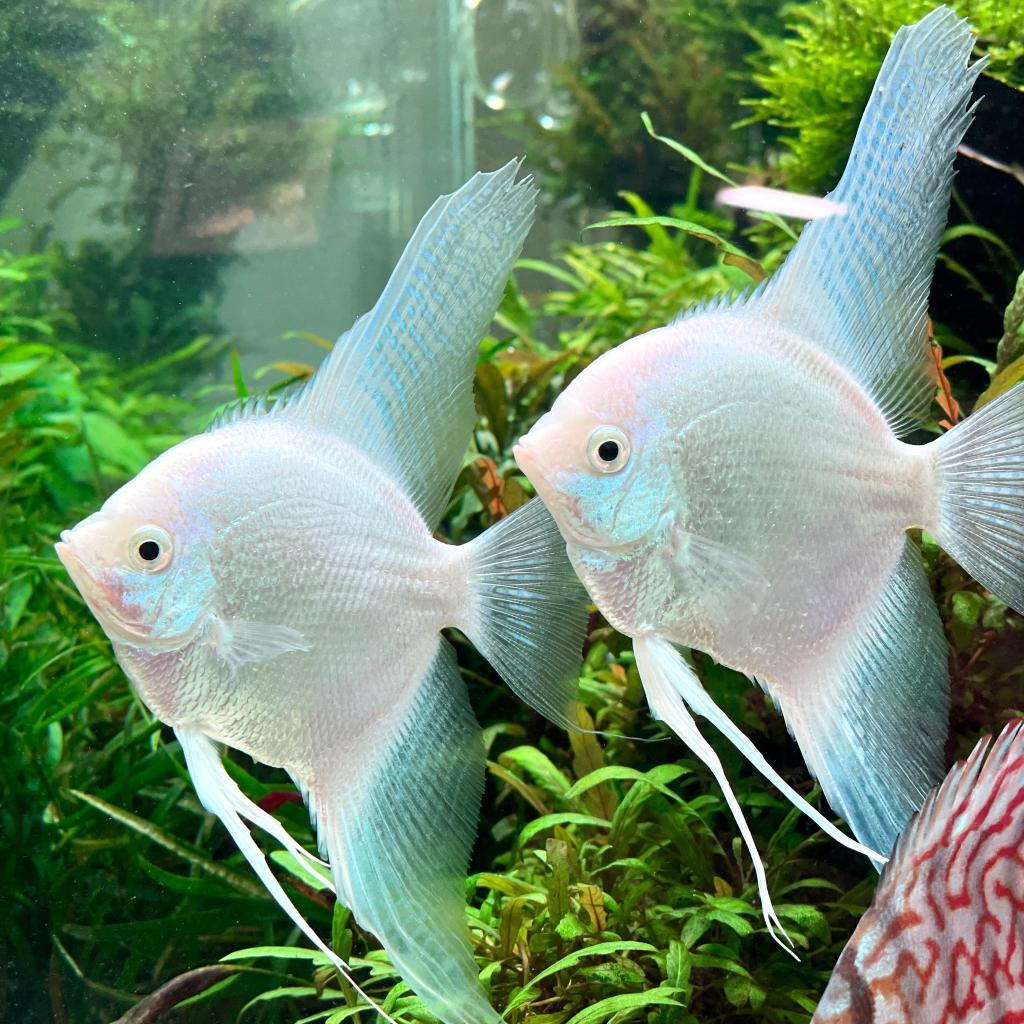 СКАЛЯРИЯ ПЛАТИНОВАЯ (Pterophyllum scalare)