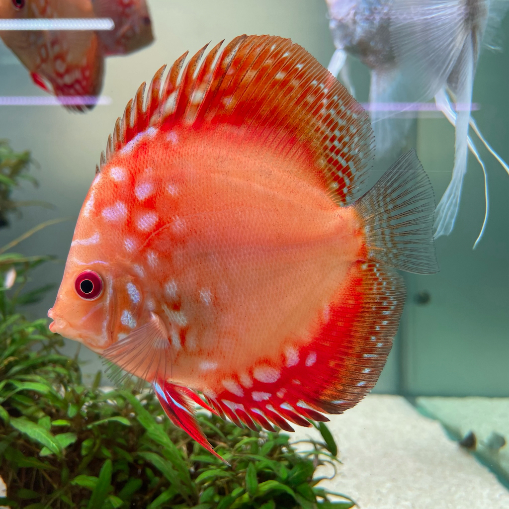 ДИСКУС КРАСНАЯ ПАНДА  (Discus red Panda)