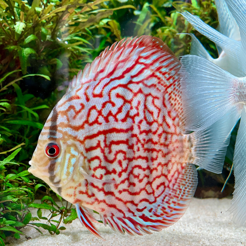 ДИСКУС ТУРКИС (Symphysodon aequifasciatus var. Turquoise)