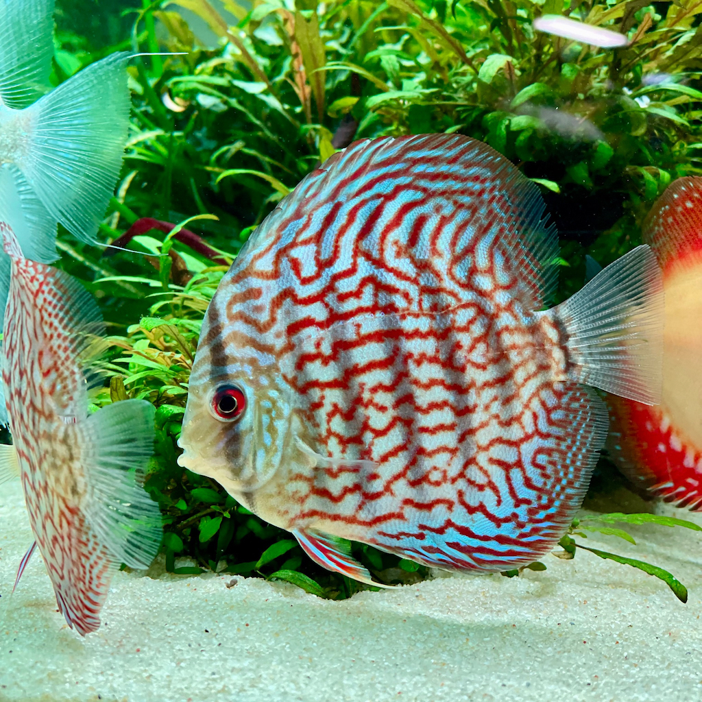 ДИСКУС ТУРКИС (Symphysodon aequifasciatus var. Turquoise)