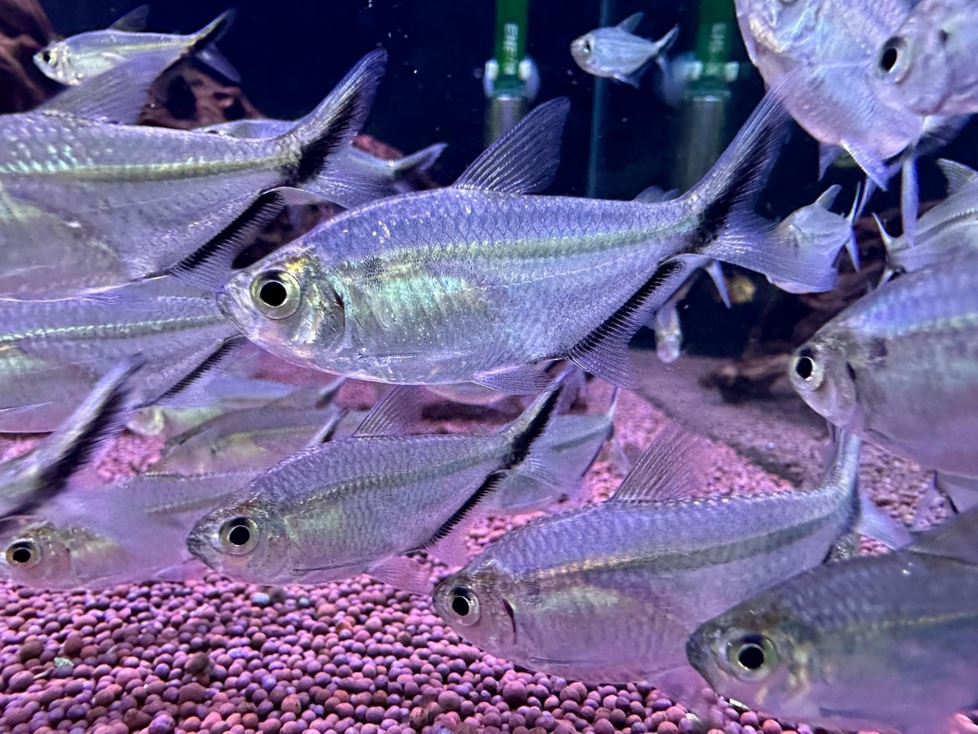 Тетра коста (Moenkhausia costae)