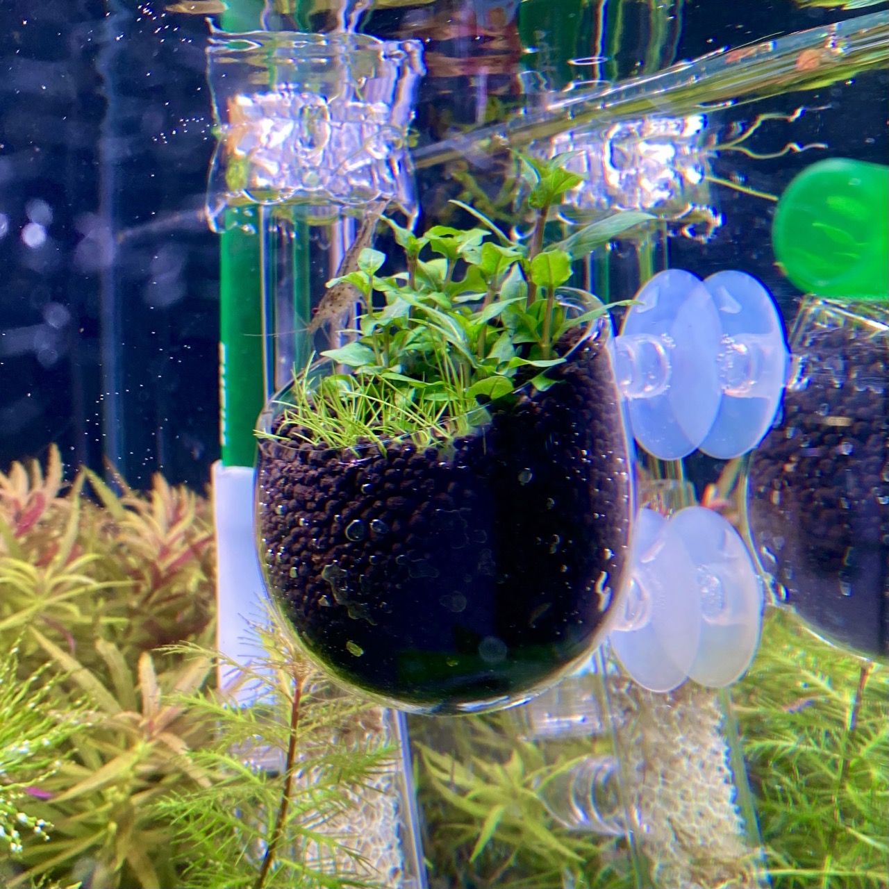 Горшок-кашпо для растений Plant Glass, стекло