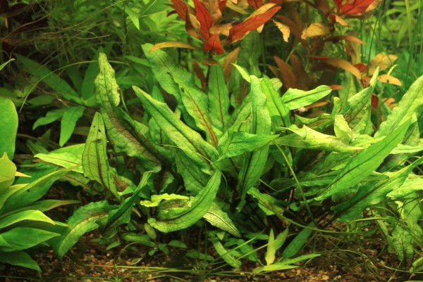 Криптокорина Вендта «Зелёный Геккон» (Cryptocoryne wendtii var. «Green Gecko») в горшке
