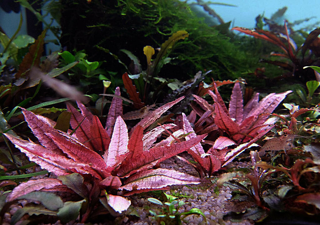 Криптокорина фламинго (Cryptocoryne spec. Flamingo) в горшке