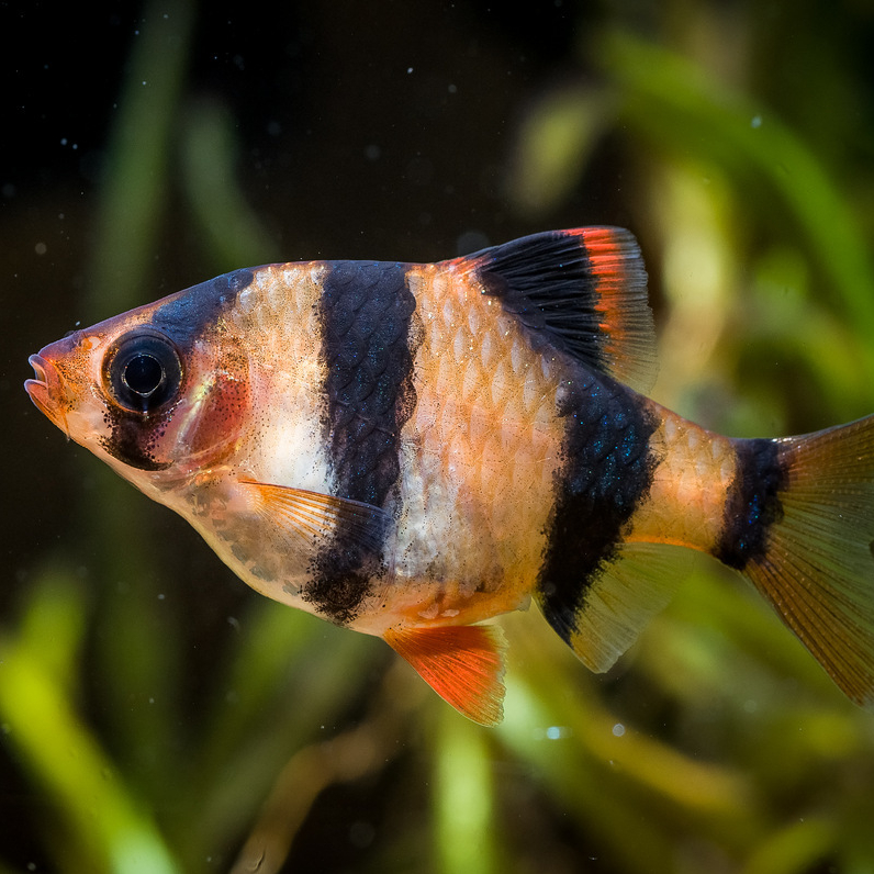 Барбус суматранский (Puntius tetrazona)