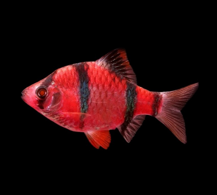 Барбус суматранский флуоресцентный красный (Puntius tetrazona var.)