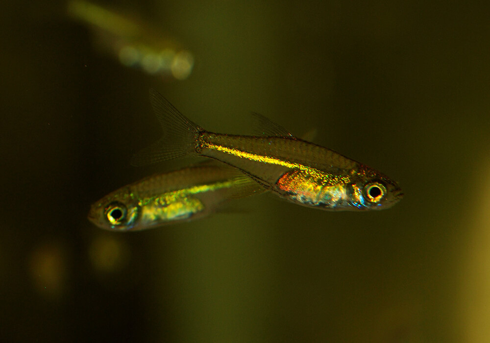 Микрорасбора куботай (Microdevario kubotai)