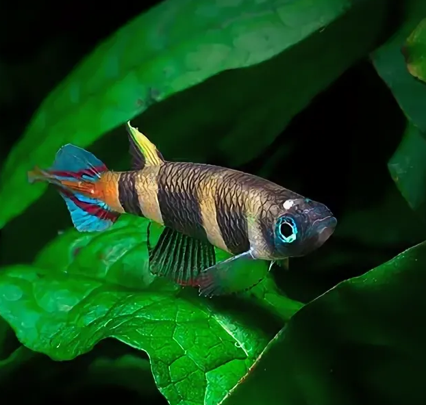 Эпиплатис факельный (Epiplatys annulatus)