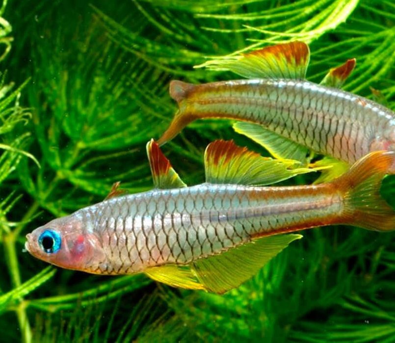 Псевдомугил ивантсоффи (Pseudomugil ivantsoffi)