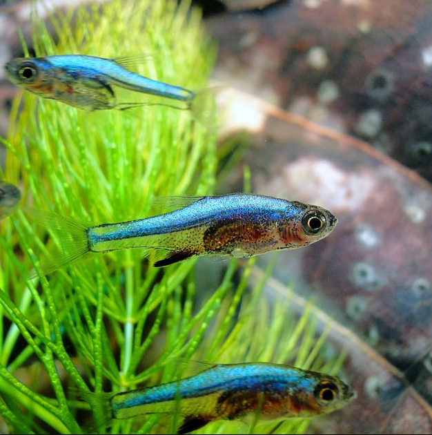Расбора Аксельрода синяя (Rasbora axelrodi)
