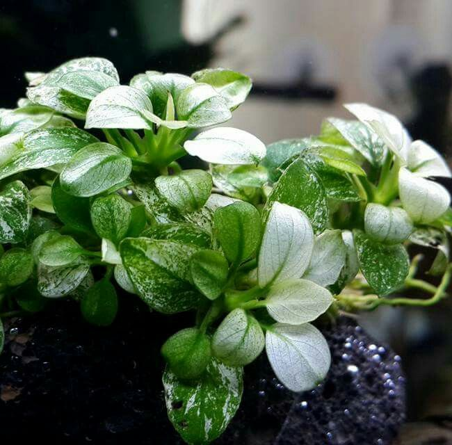 Меристема Анубиас нана «Пинто» (Anubias barteri var. nana «Pinto») ⌀30 мм