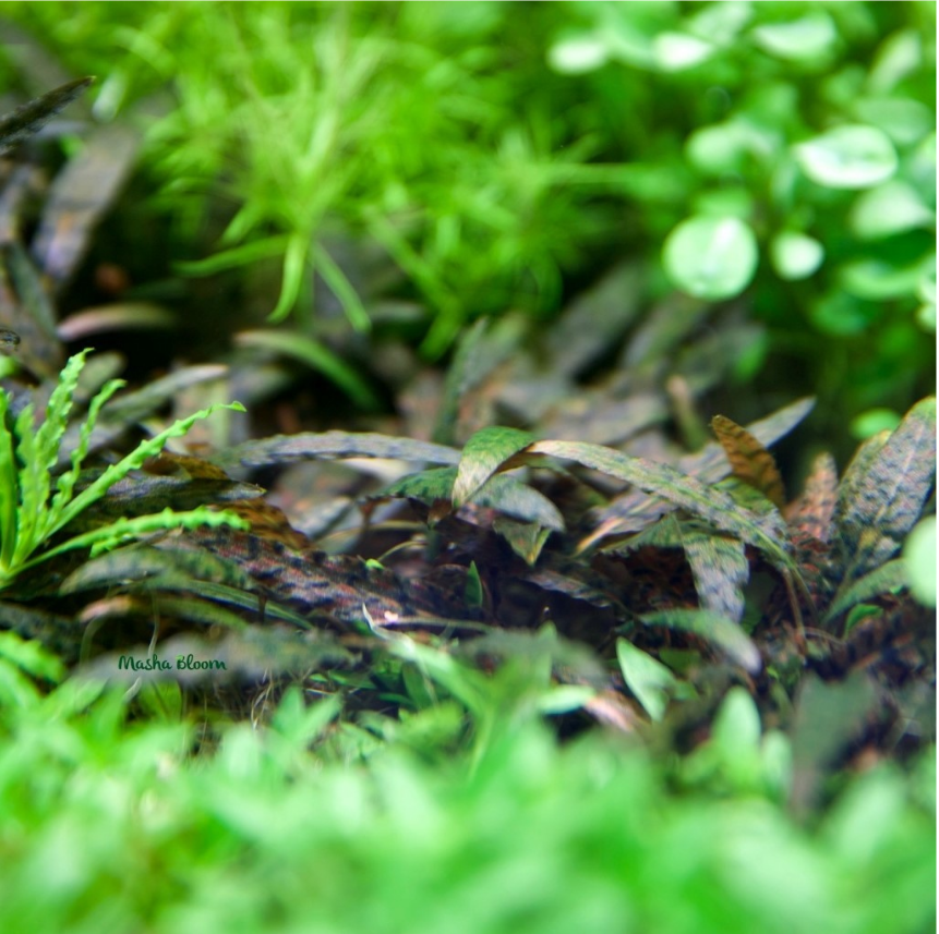 Меристема Криптокорина нури (Cryptocoryne nurii) ⌀70 мм