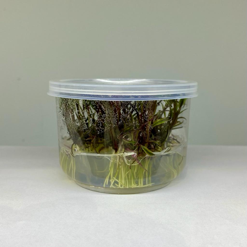 Меристема Криптокорина нури (Cryptocoryne nurii) ⌀70 мм