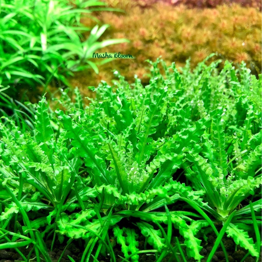 Меристема Погостемон хелфери (Pogostemon helferi) ⌀70 мм