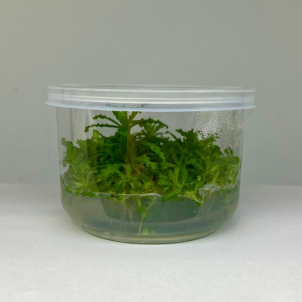 Меристема Погостемон хелфери (Pogostemon helferi) ⌀70 мм