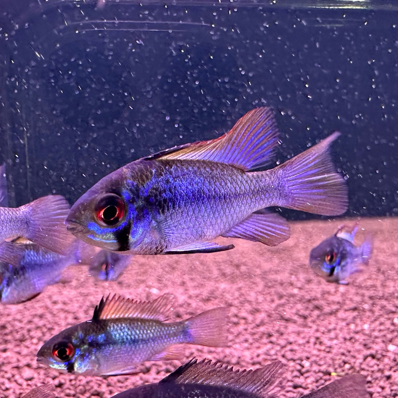 Апистограмма Рамирези Сапфир (Mikrogeophagus ramirezi)