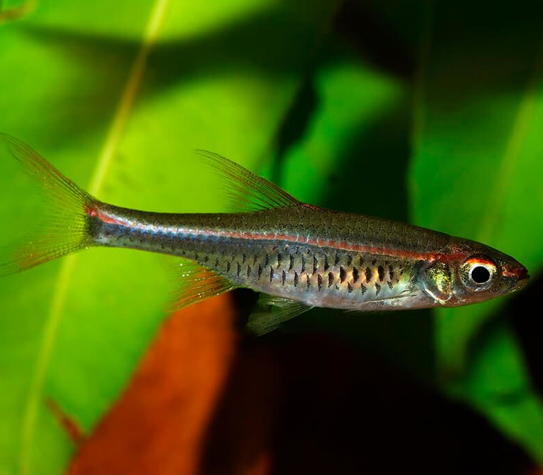 Расбора краснолинейная (Rasbora pauciperforata)