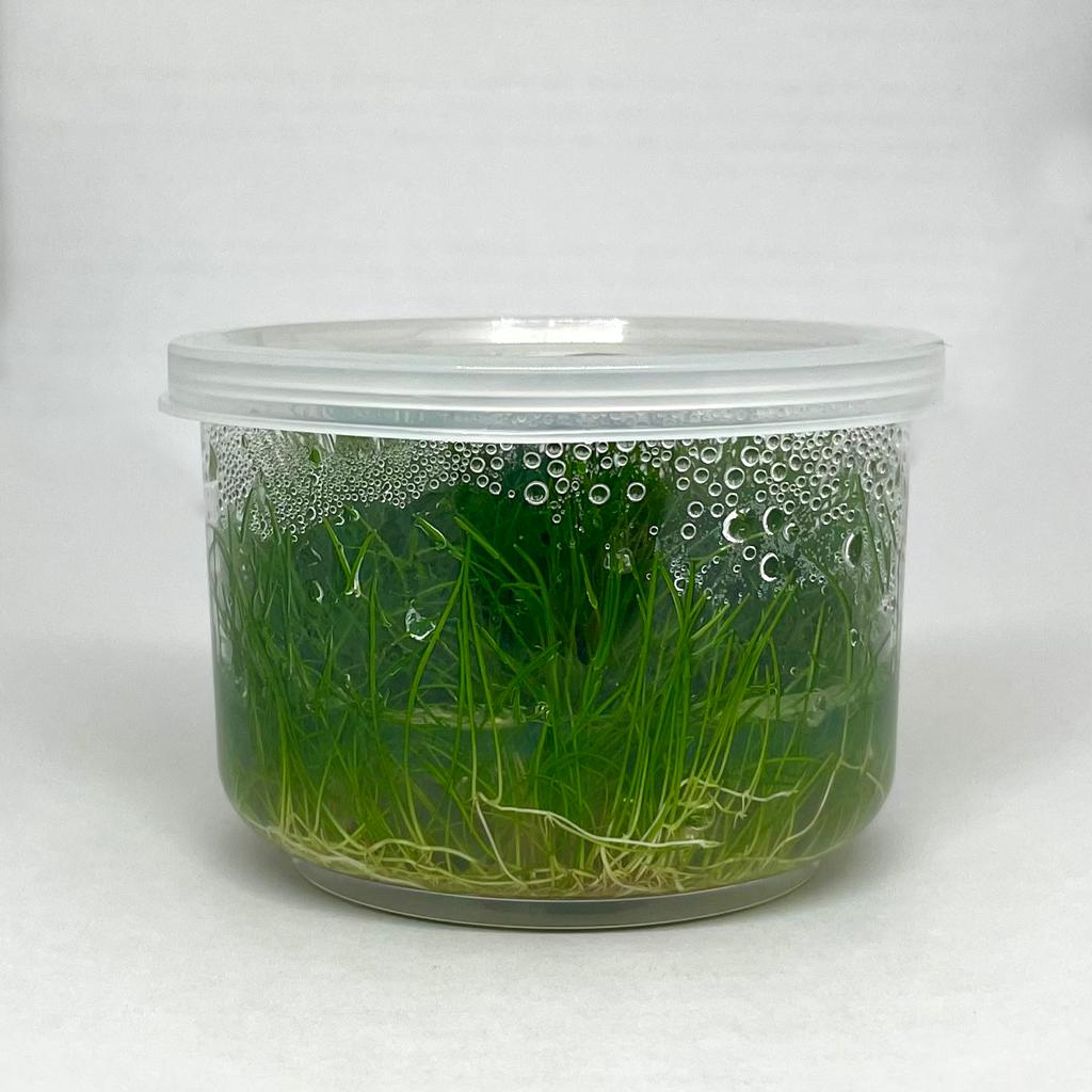 Меристема Элеохарис мини (Eleocharis mini) D70 мм