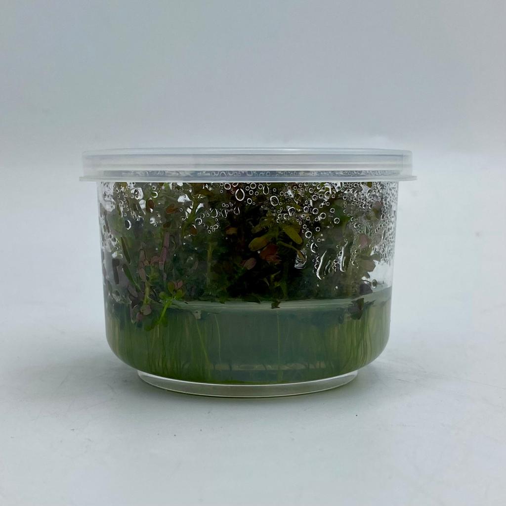 Меристема Ротала Флорида (Rotala sp. Florida) D70 мм