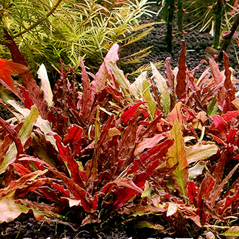 Криптокорина Альбида красная (Cryptocoryne albida red) в горшке