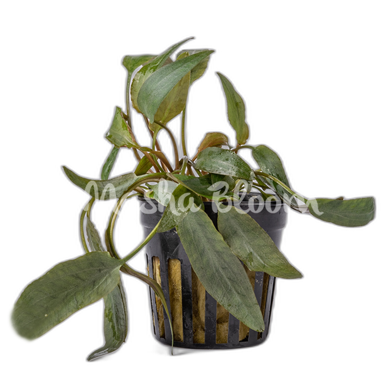 Криптокорина беккета (Cryptocoryne becketii) в горшке