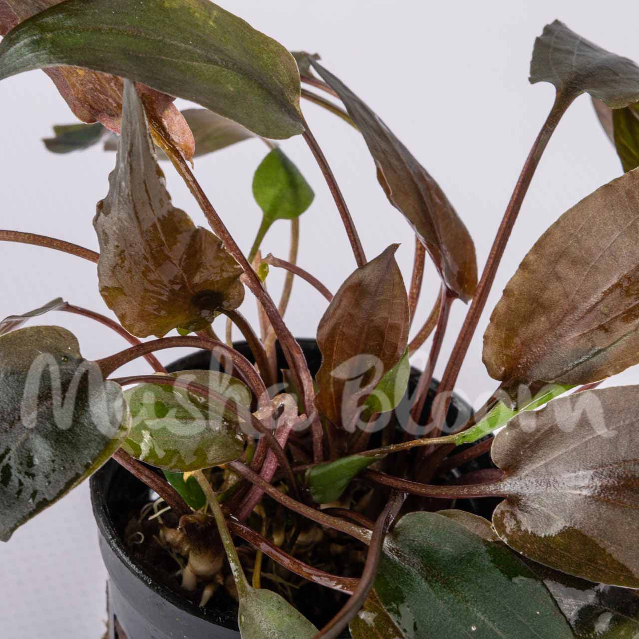 Криптокорина Валкера (Cryptocoryne walkeri) в горшке