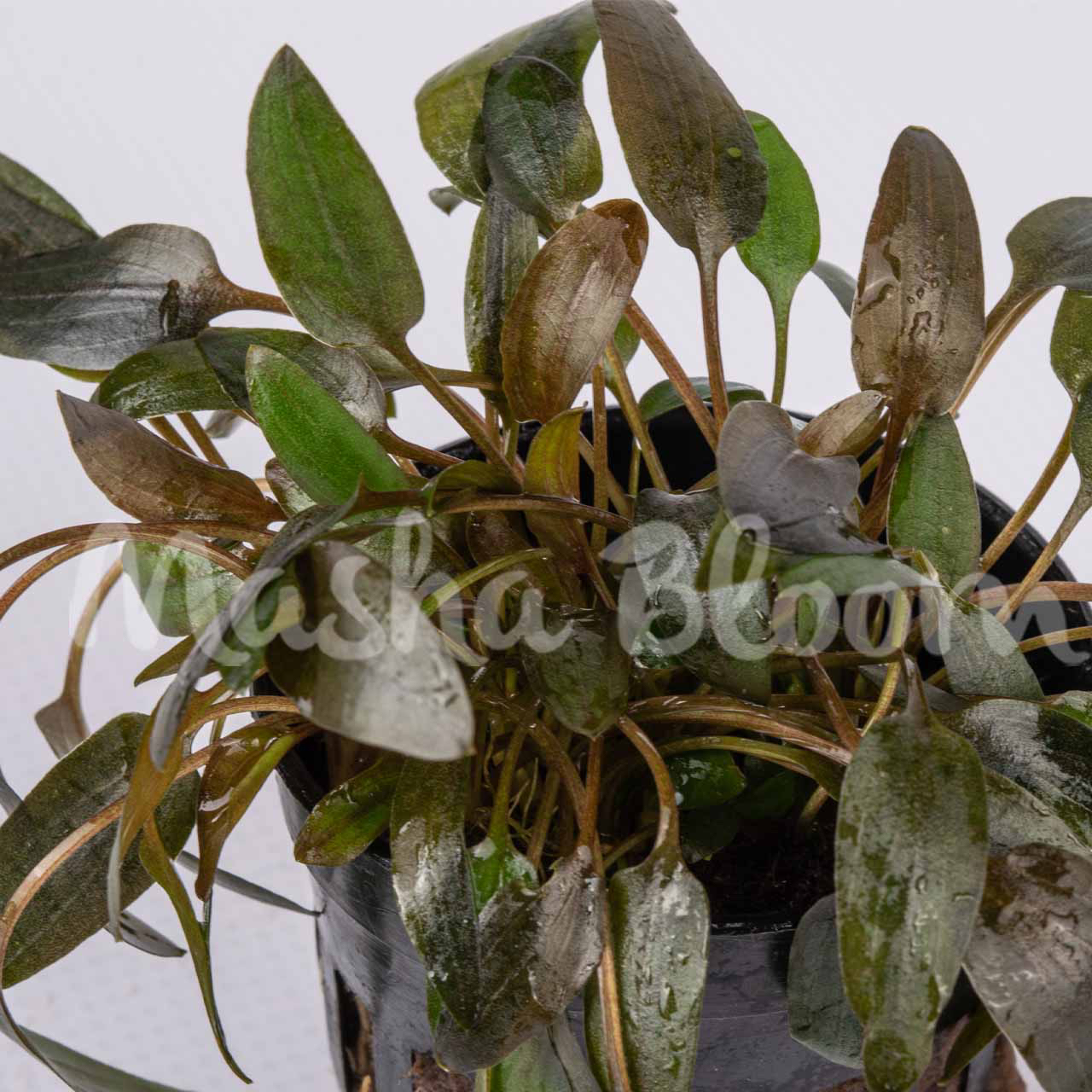 Криптокорина Вендта коричневая (Cryptocoryne wendtii brown) в горшке