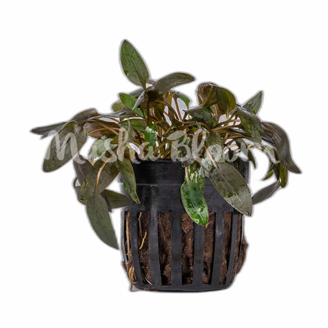 Криптокорина Вендта коричневая (Cryptocoryne wendtii brown) в горшке