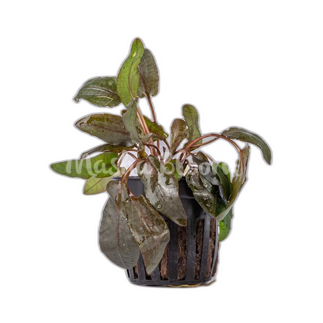 Криптокорина Вендта тропика (Cryptocoryne Wendtii Tropica) в горшке