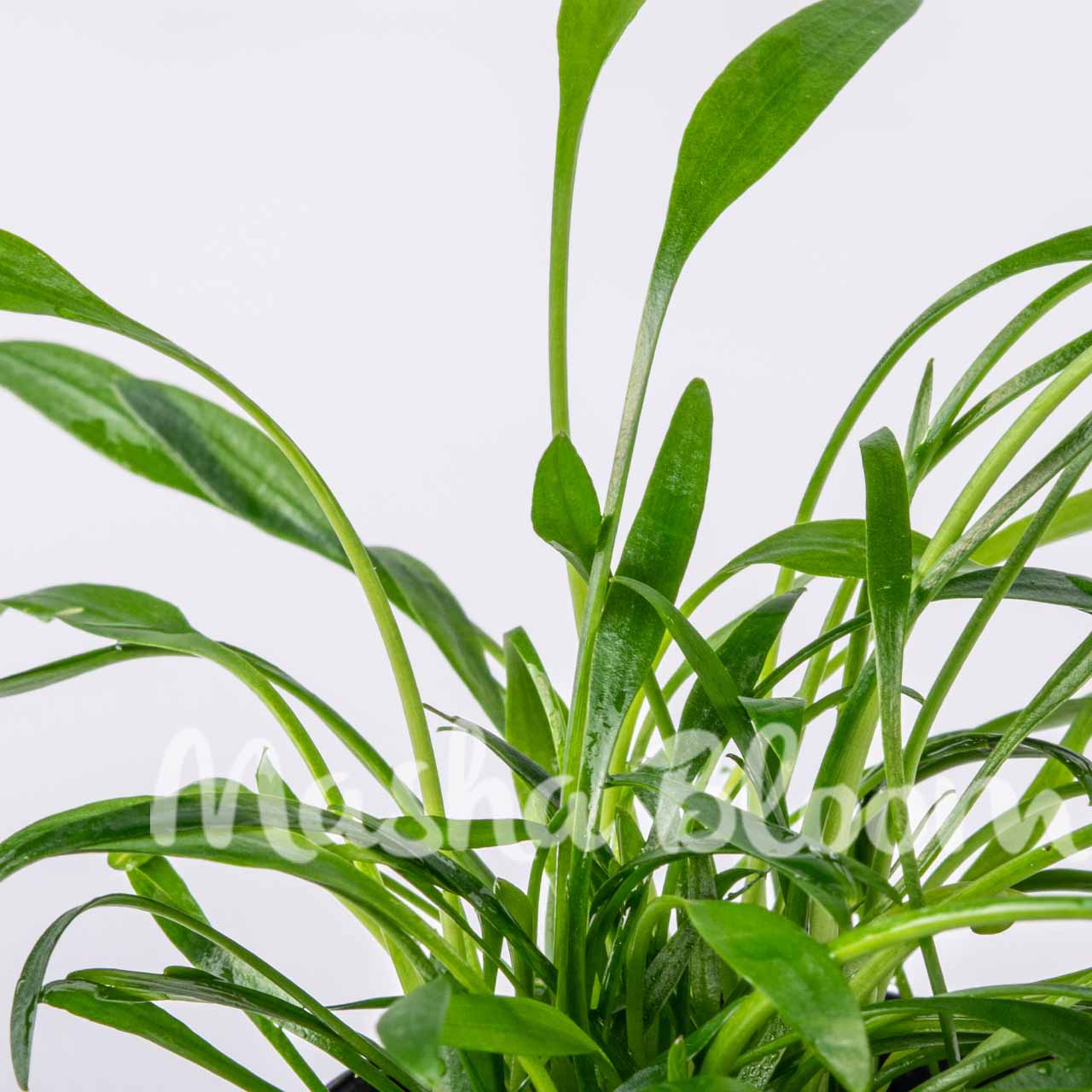 Криптокорина люценс / блестящая (Cryptocoryne lucens) в горшке