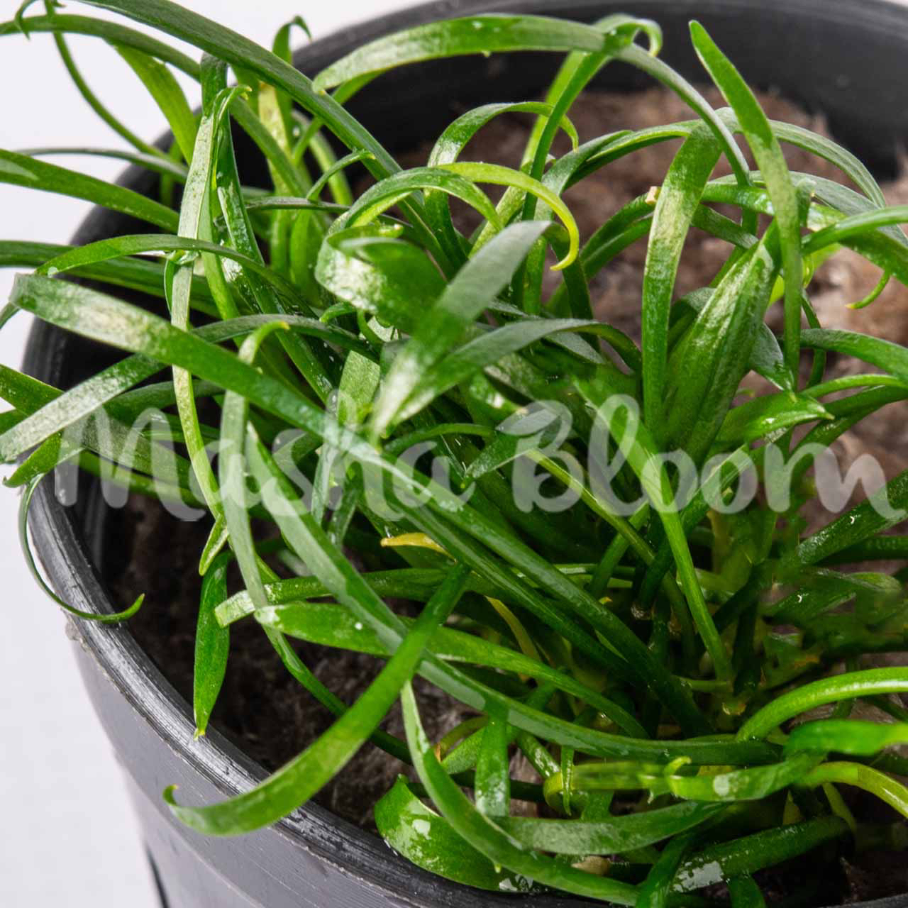 Криптокорина парва (Cryptocoryne parva) в горшке