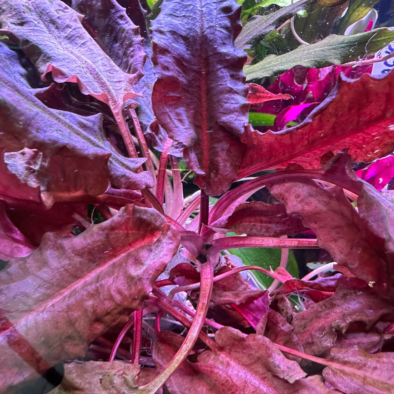 Криптокорина Розовая Пантера (Cryptocoryne wendtii «Pink Panther»)