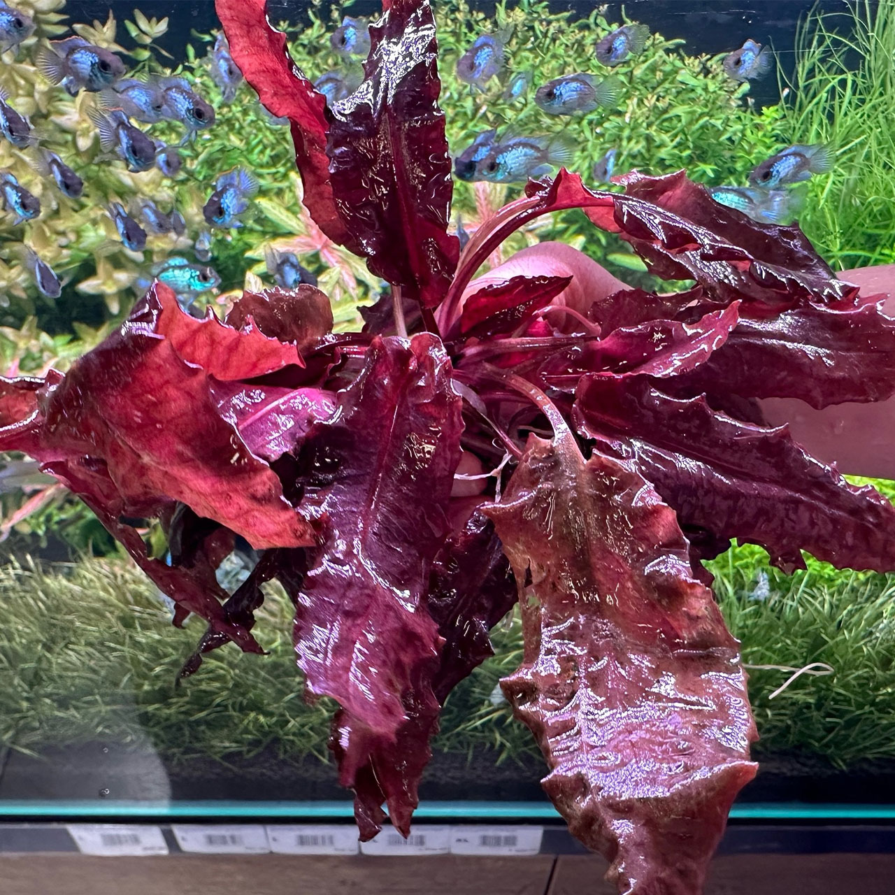 Криптокорина Розовая Пантера (Cryptocoryne wendtii «Pink Panther»)