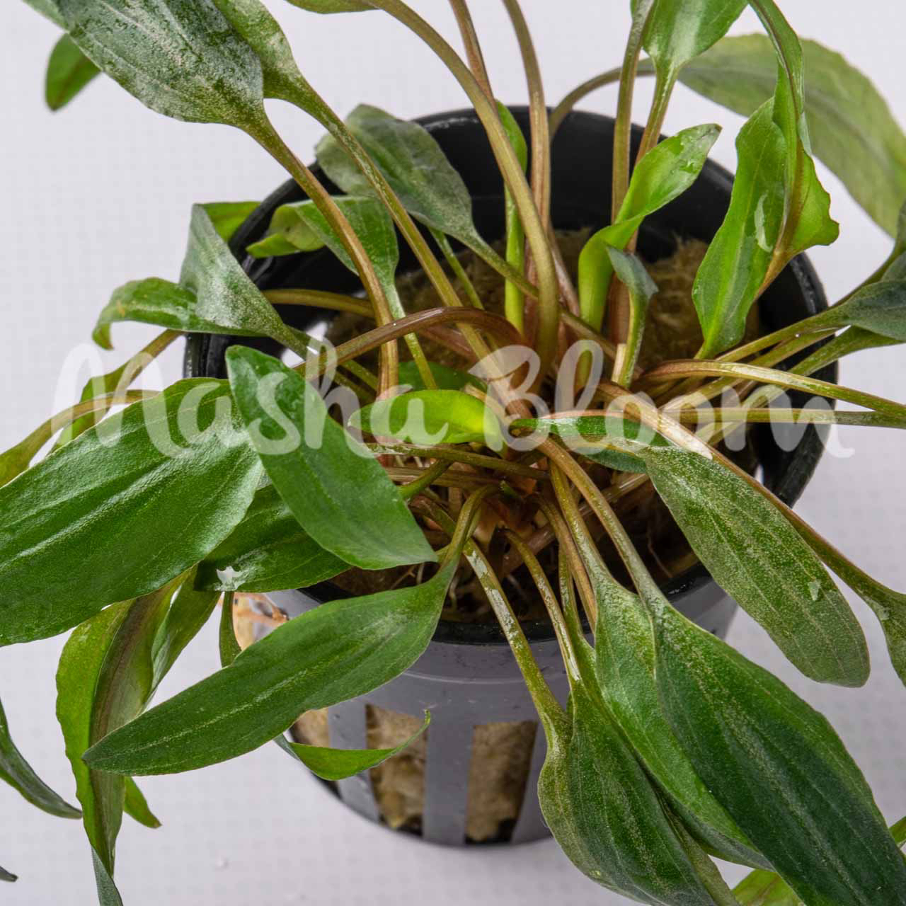 Криптокорина Петча (Cryptocoryne petchii) в горшке
