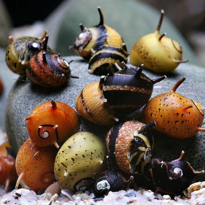 Улитка триколор (Clithon sowerbyana)