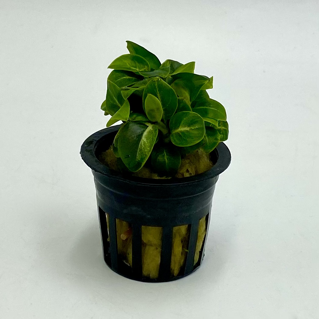 Анубиас Стардаст (Anubias barteri var. nana "Stardust")