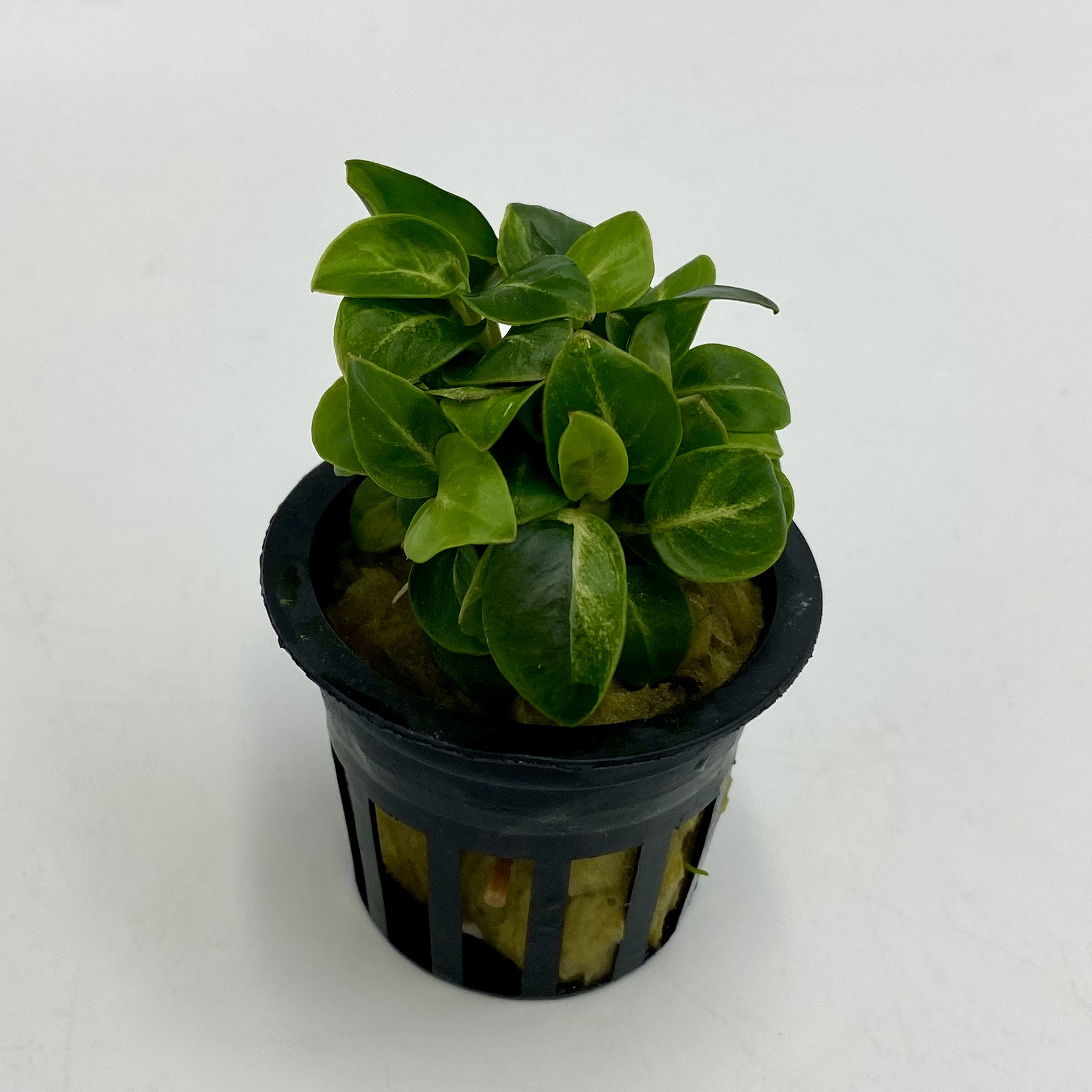 Анубиас Стардаст (Anubias barteri var. nana "Stardust")