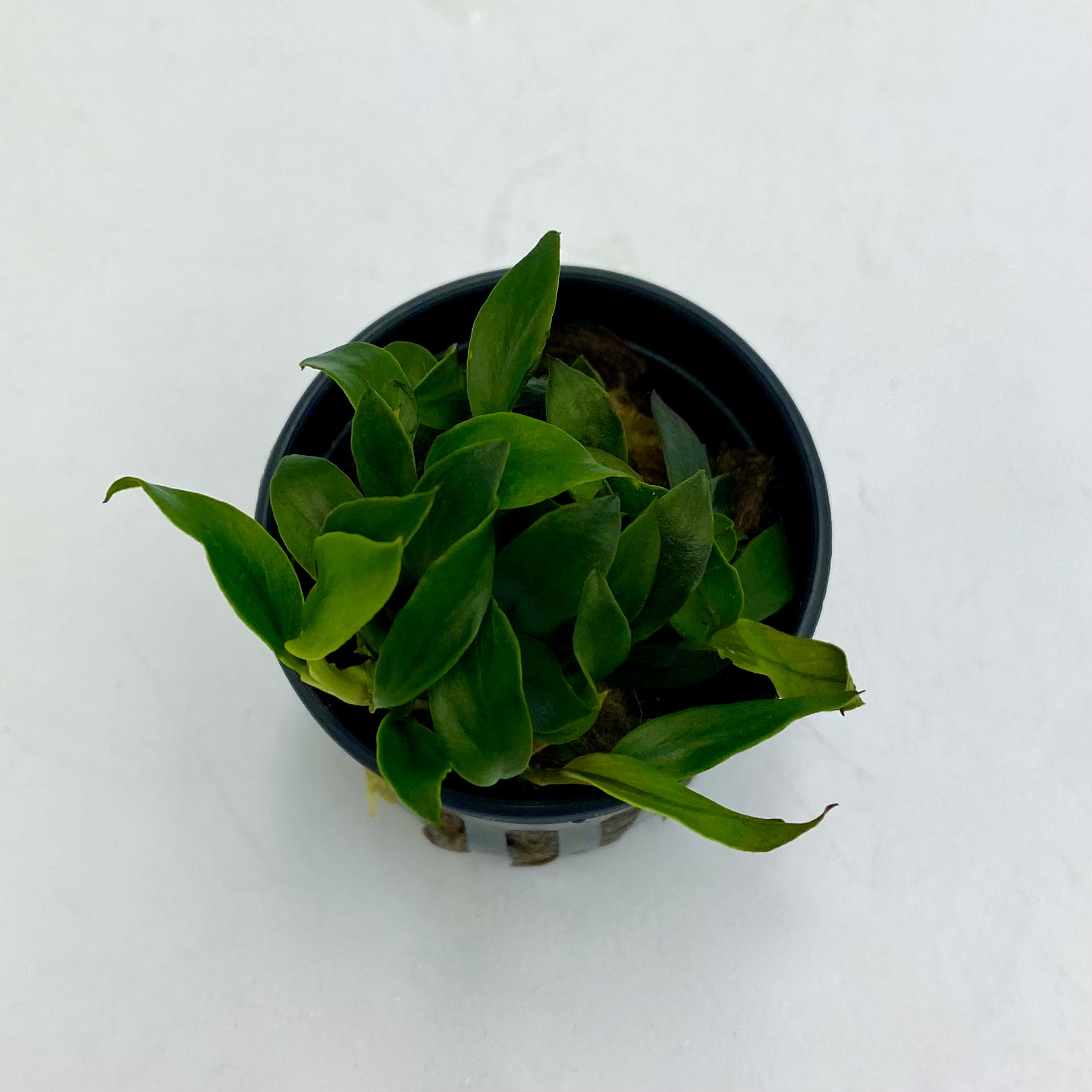 Анубиас Звезда джунглей (Anubias Jungle Star) в горшке