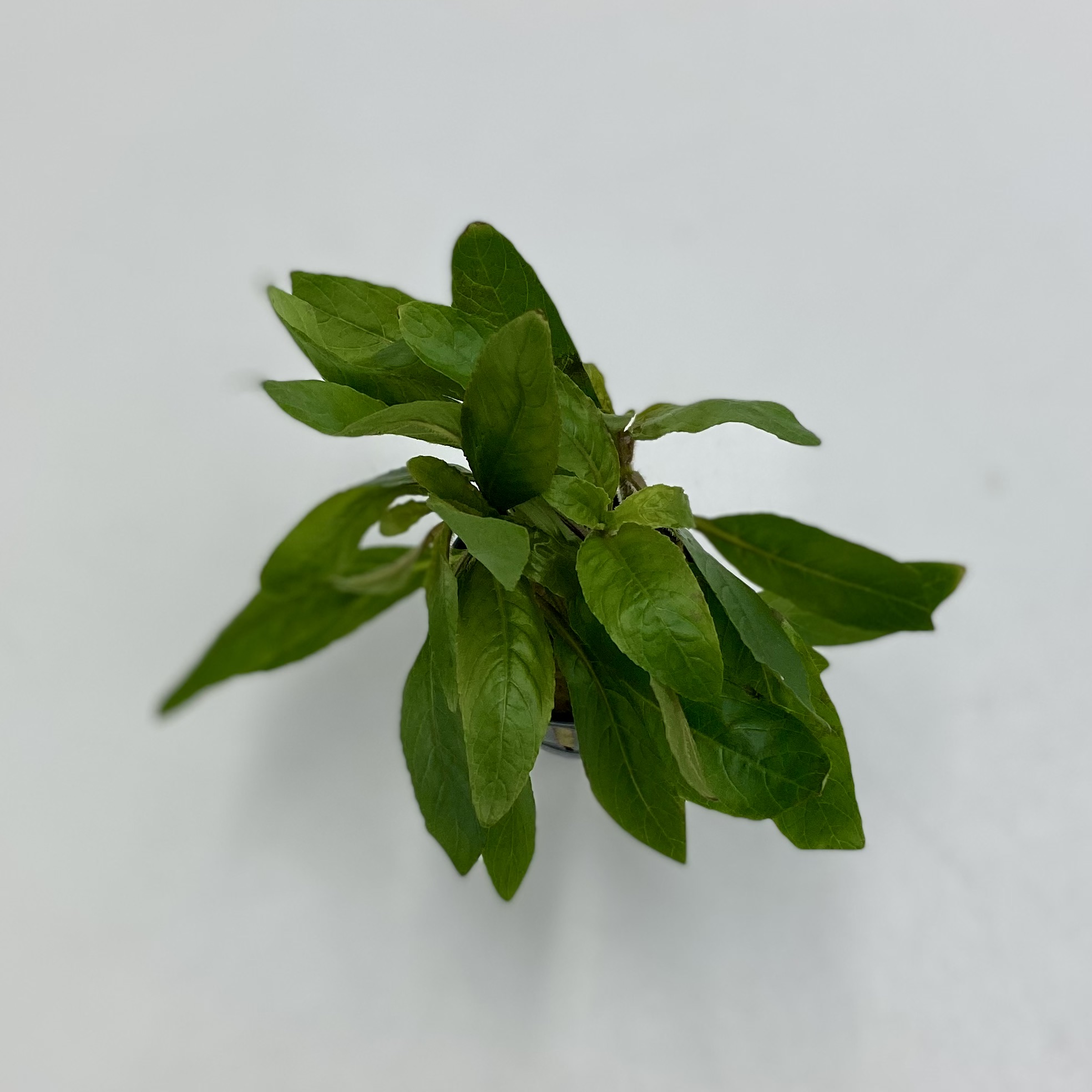 Стаурогин бихар (Staurogyne sp. Bihar) в горшке