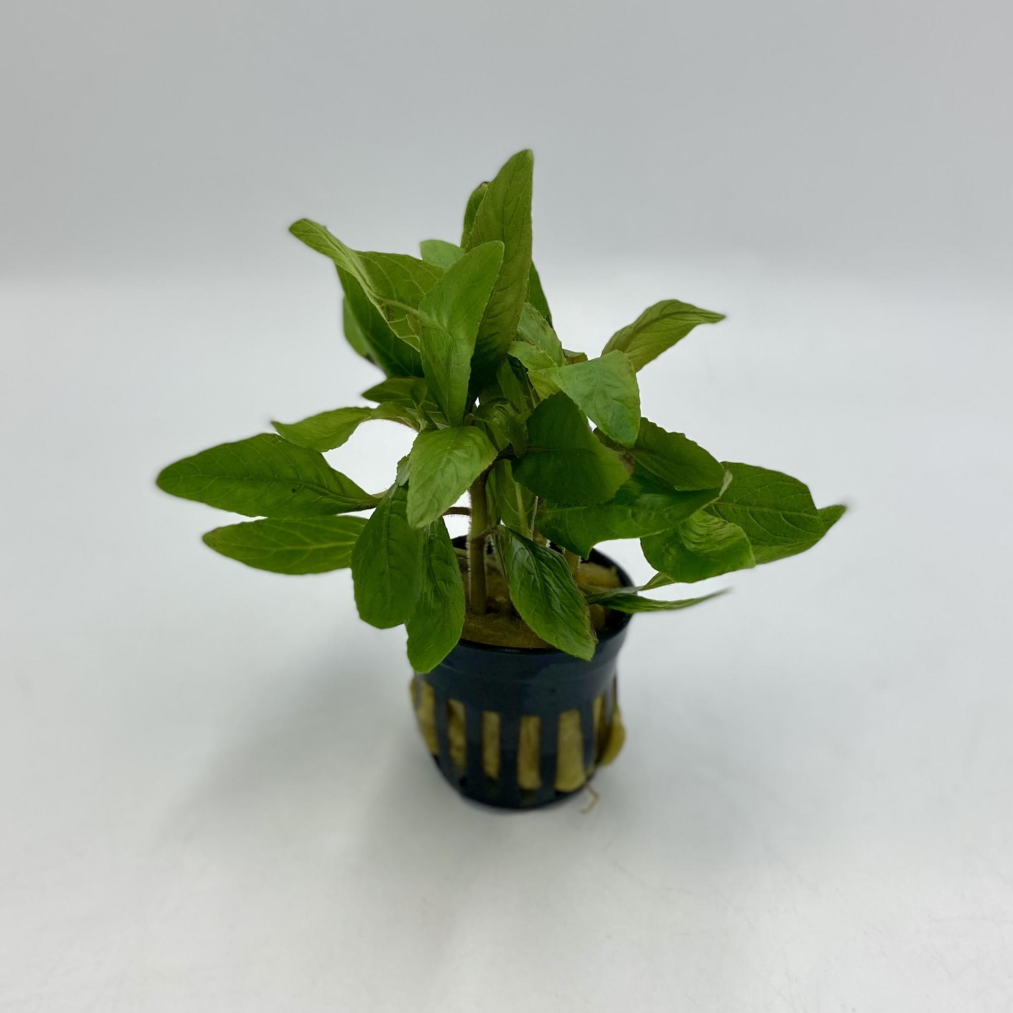 Стаурогин бихар (Staurogyne sp. Bihar) в горшке