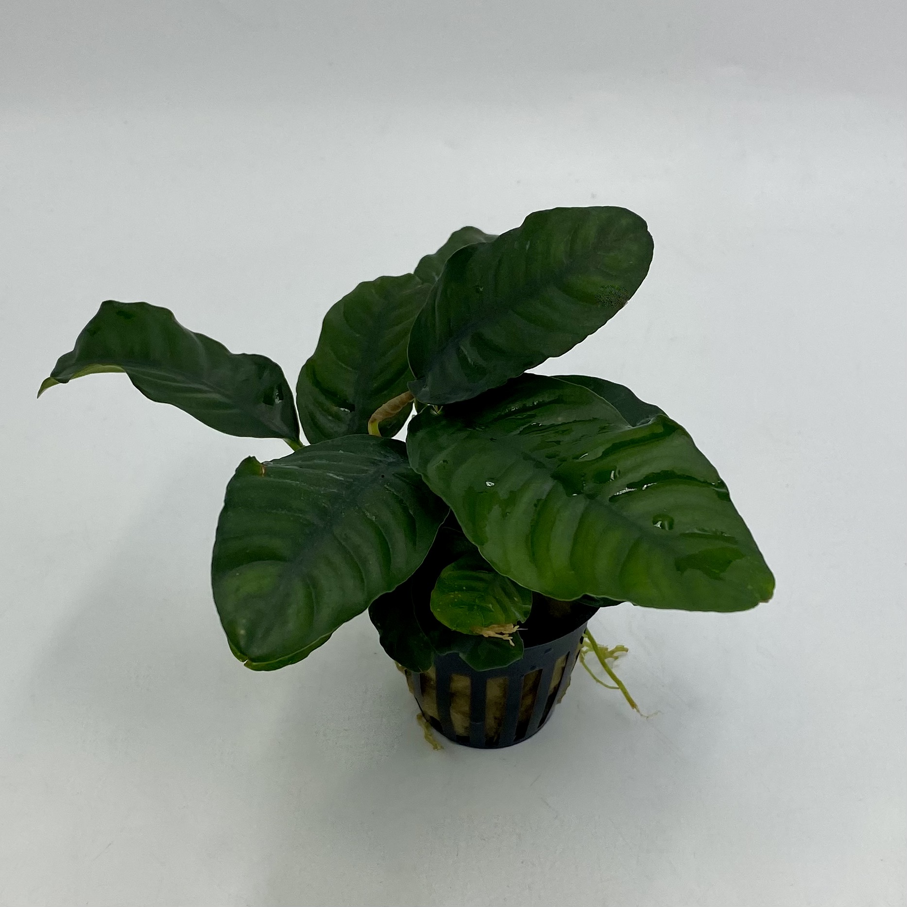 Анубиас кофефолиа (Anubias barteri var. Coffeefolia) в горшке