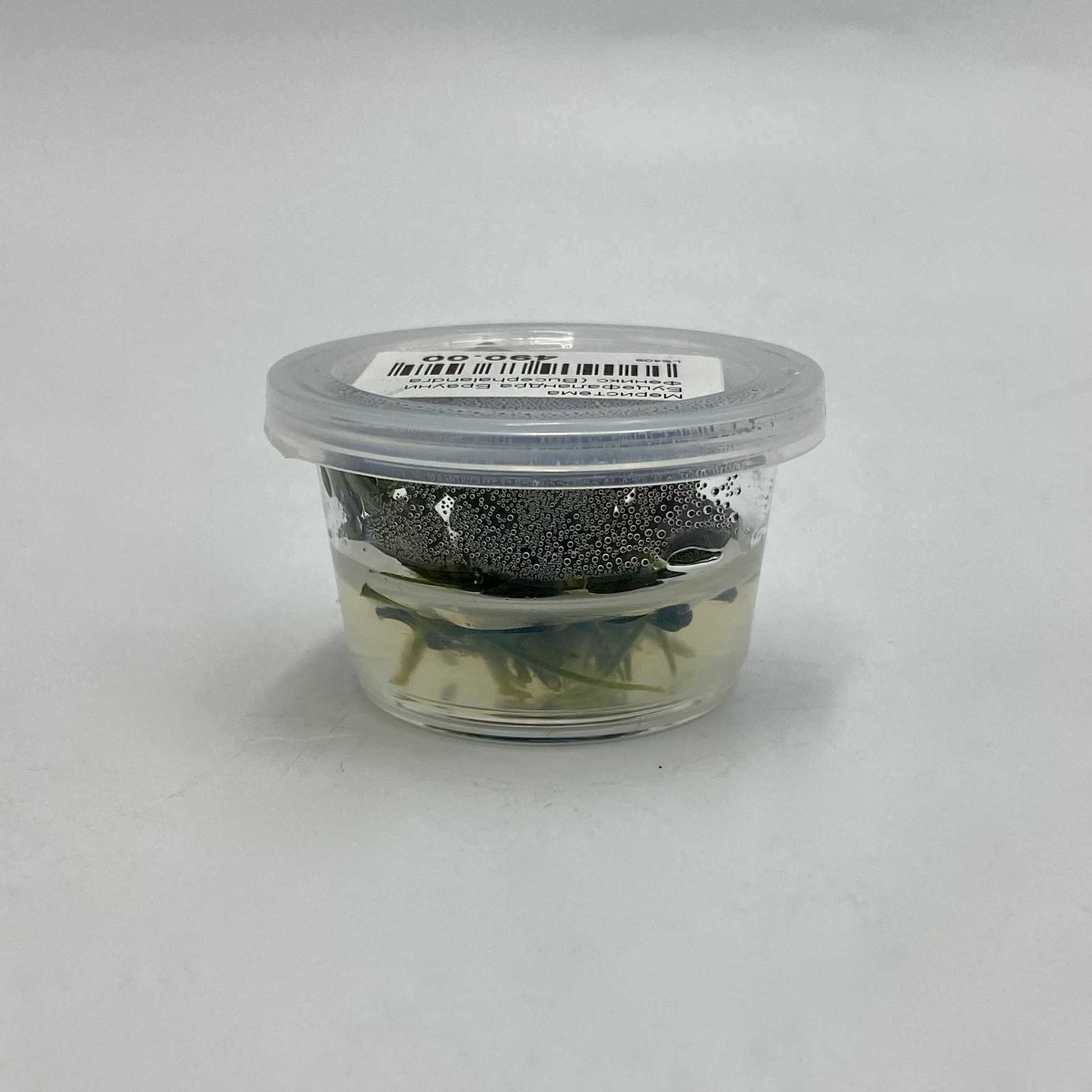 Меристема Буцефаландра Брауни Феникс (Bucephalandra sp. Brownie Phoenix) D30 мм