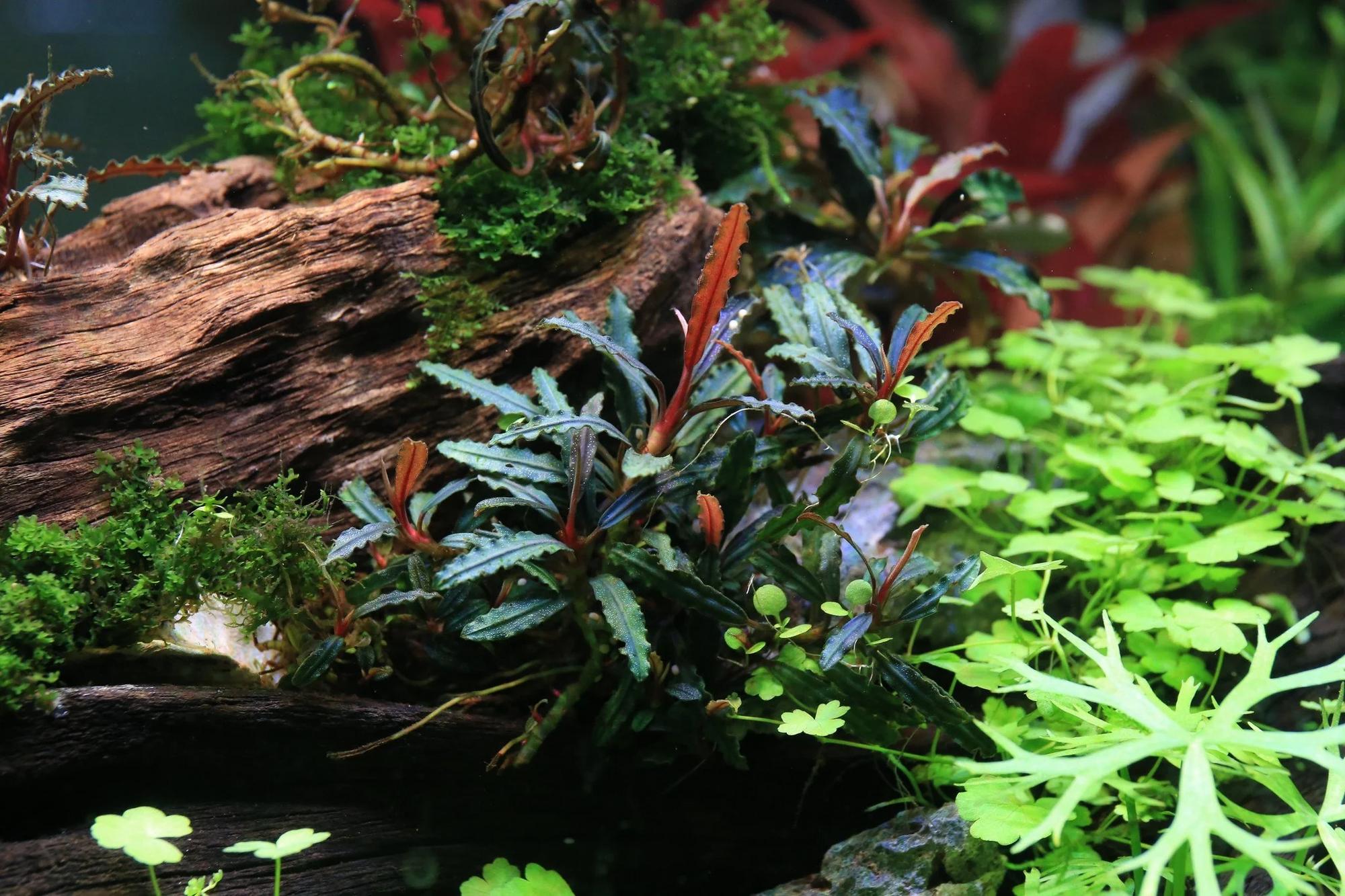 Буцефаландра Вельвет тёмная (Bucephalandra Dark Velvet) на лаве